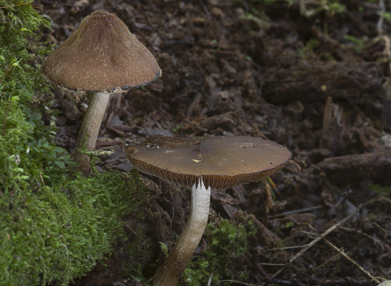 Psathyrella larga